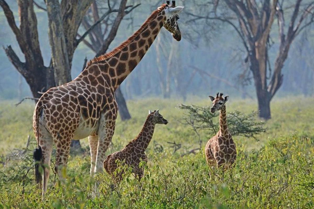 isang giraffe at dalawang baby giraffe sa isang field