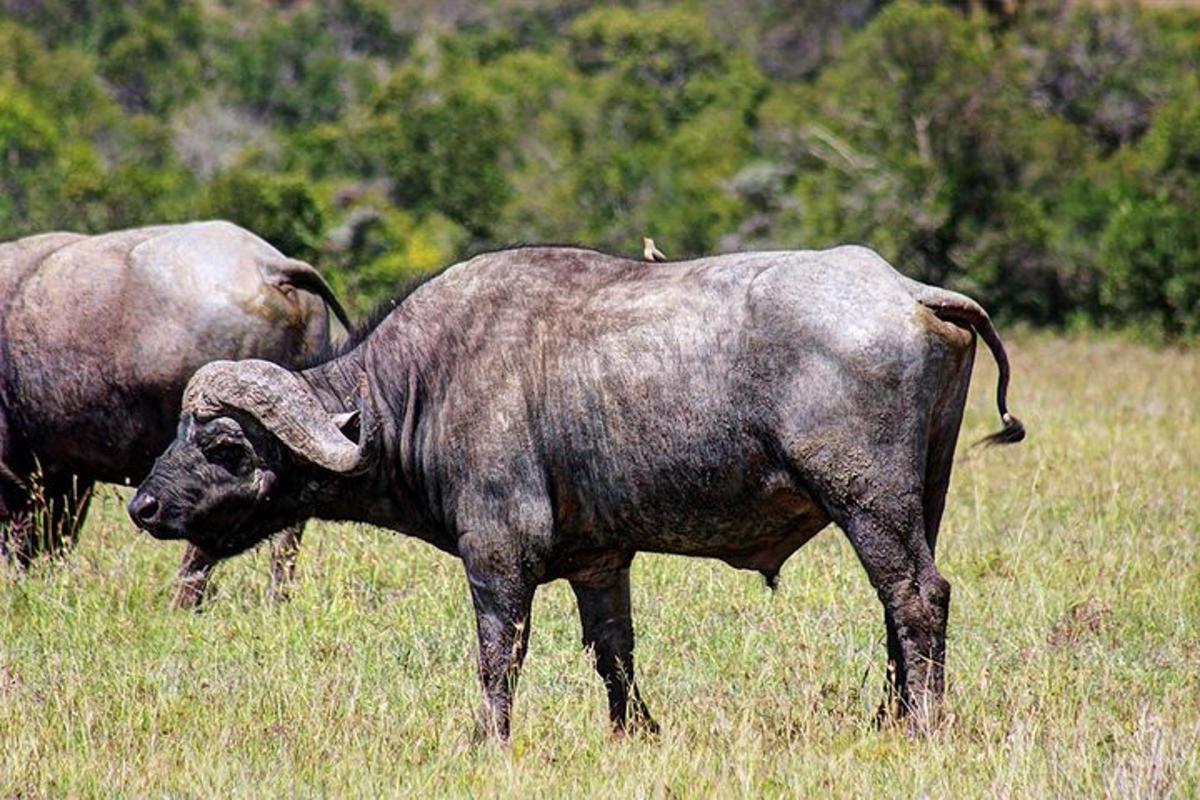 um búfalo parado em um campo de grama