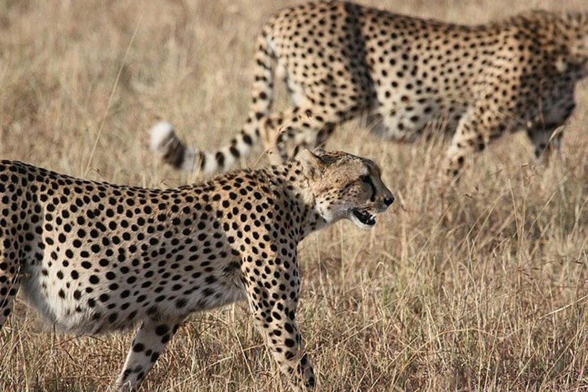 isang pares ng mga cheetah na naglalakad sa isang bukid