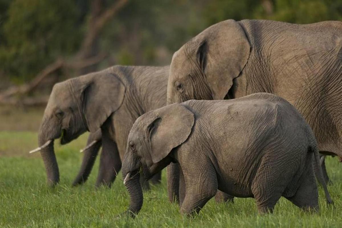 três elefantes caminhando em um campo de grama