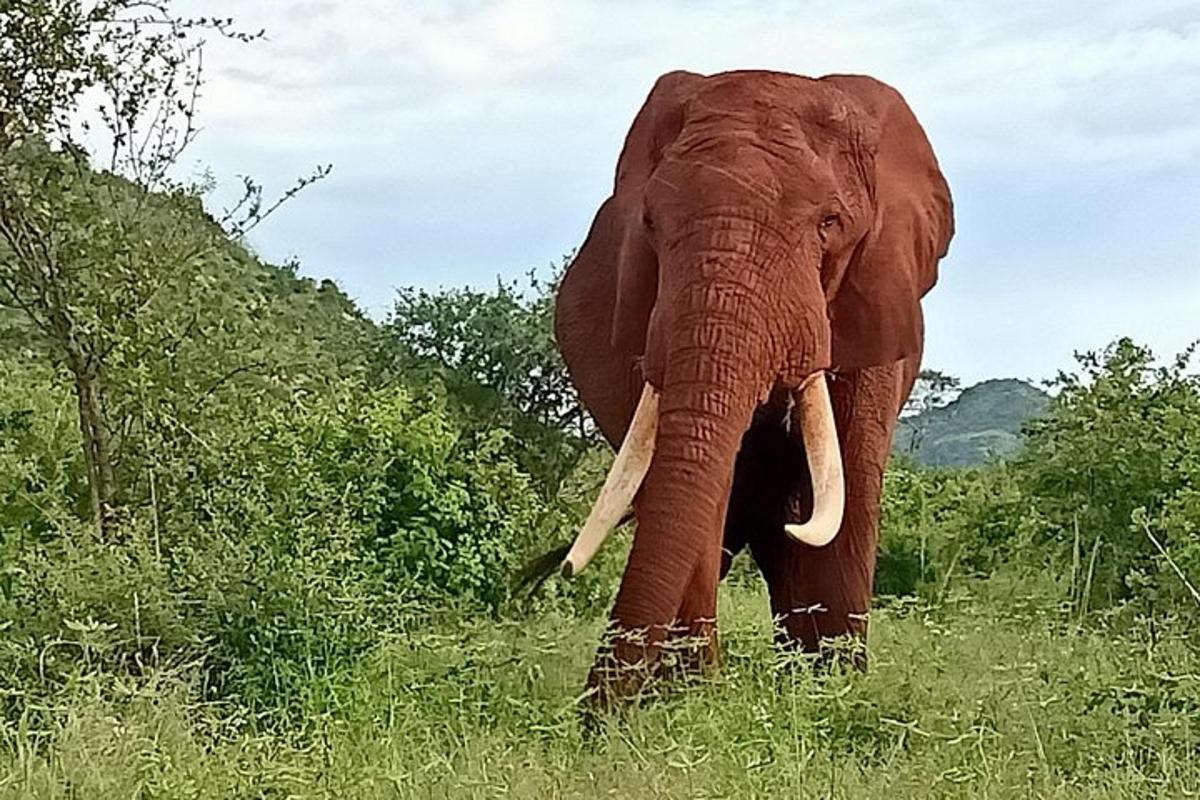 Un elefante caminando por un campo de hierba alta.