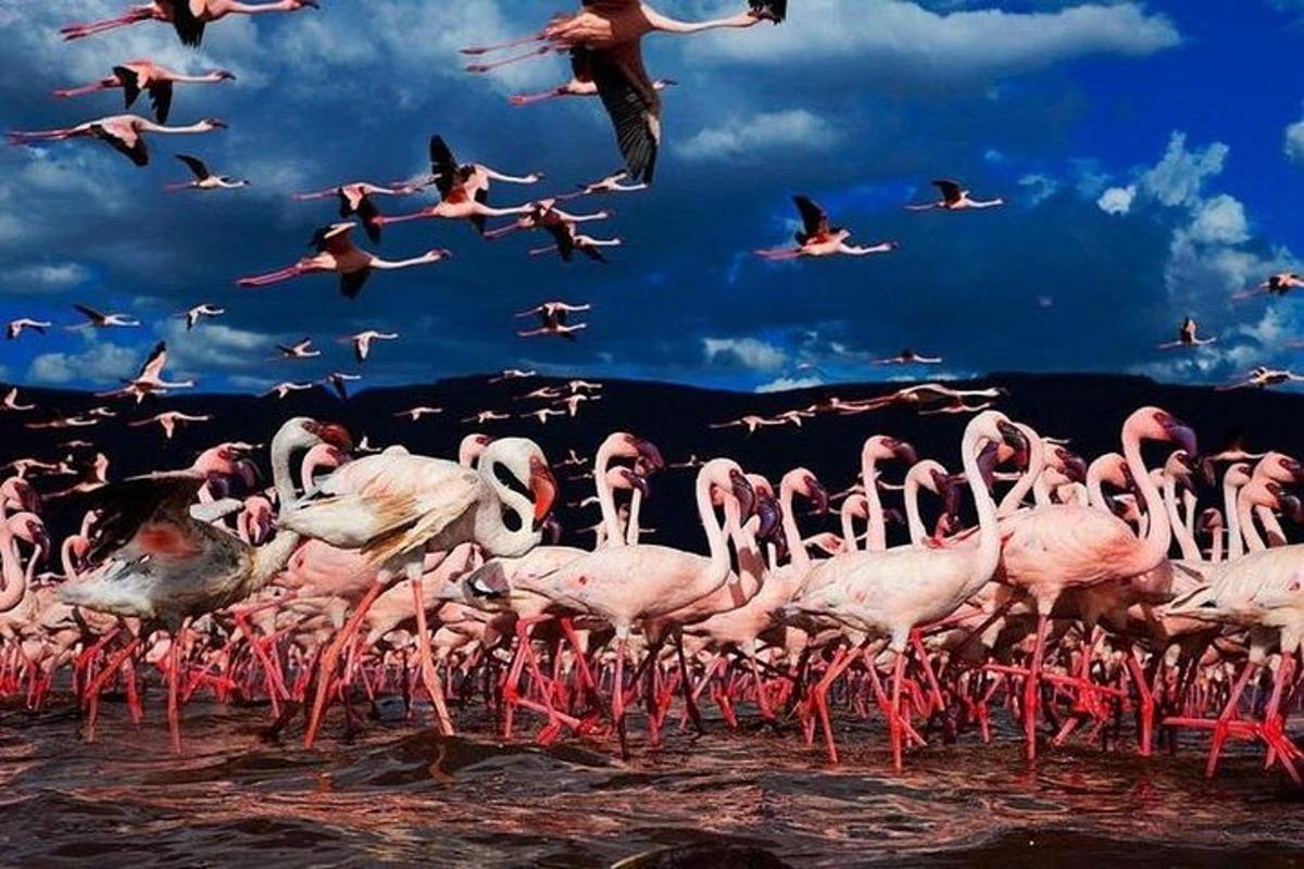 a flock of pink flamingos standing in the water