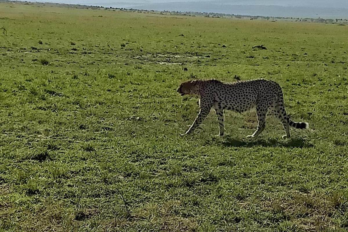 un guepardo caminando en un campo de hierba
