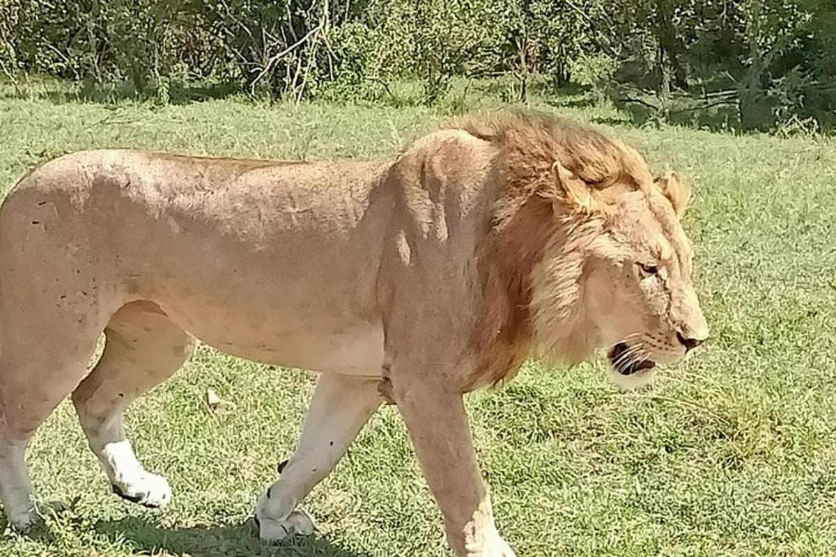 Un león parado en un campo de hierba