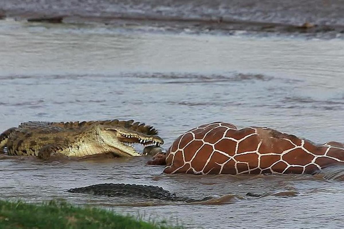 krokodýl a žirafa ve vodě