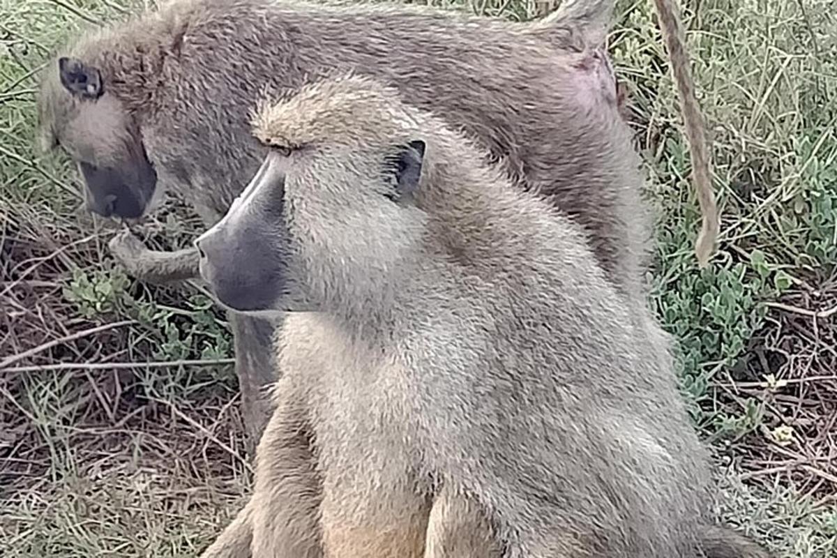 dos animales que están parados en la hierba