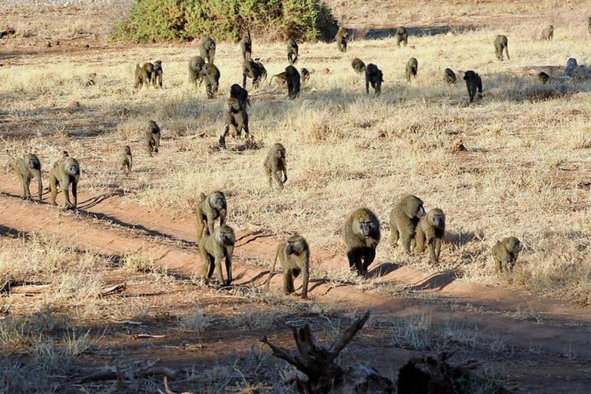 a herd of baboons walking in a field