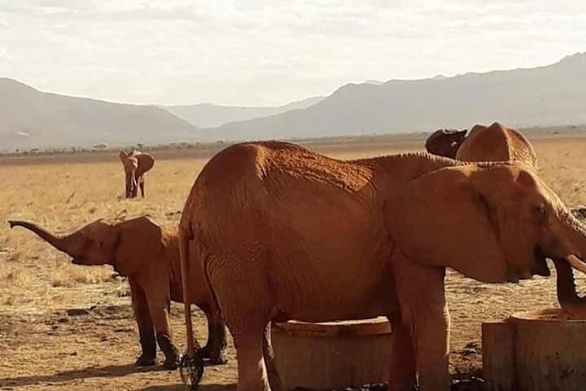 un grup d'elefants dempeus en un camp de terra