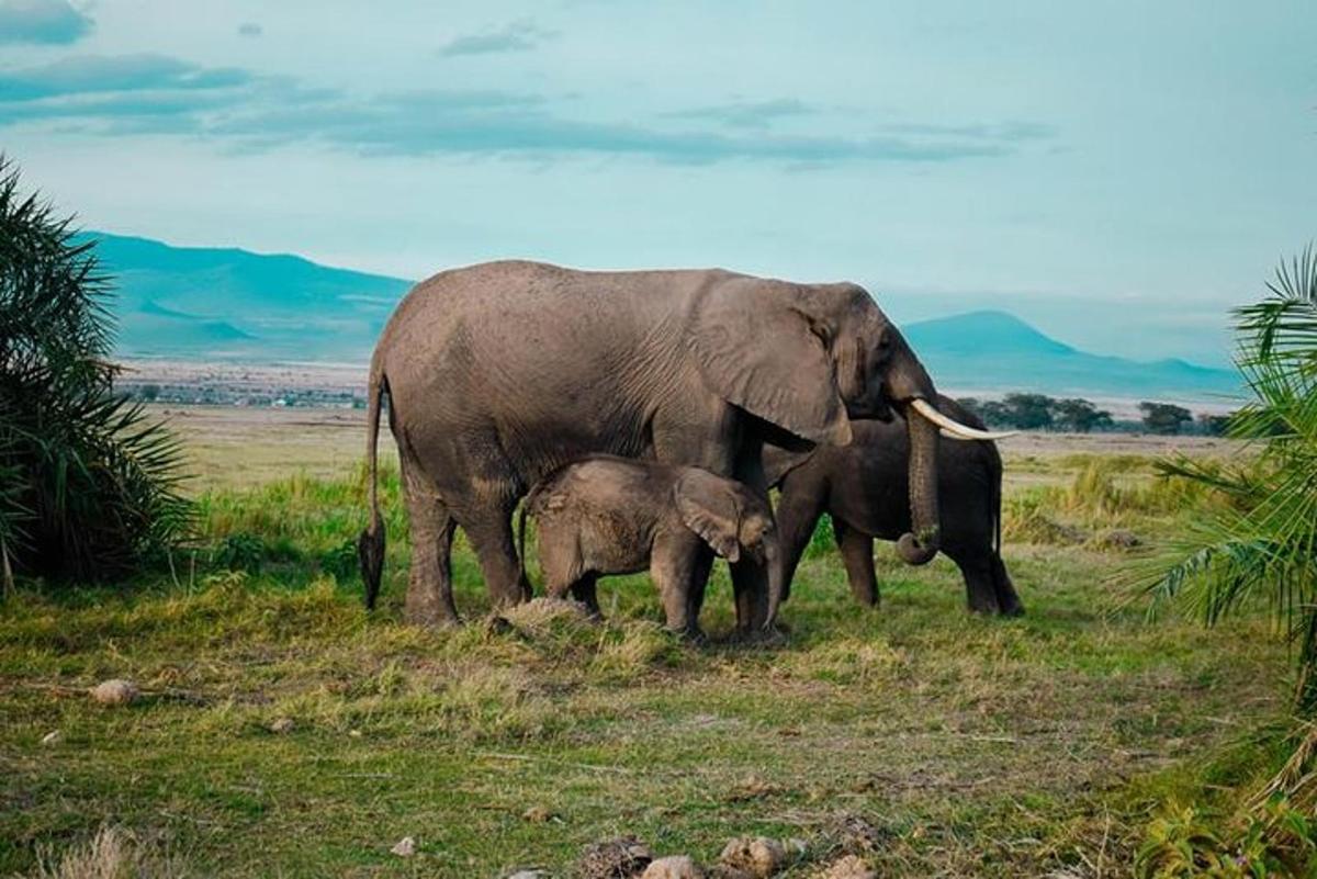 una mamma elefante e due cuccioli di elefante in piedi in un campo