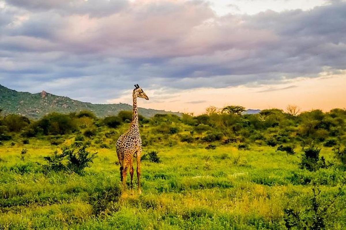 una giraffa in piedi in mezzo a un campo
