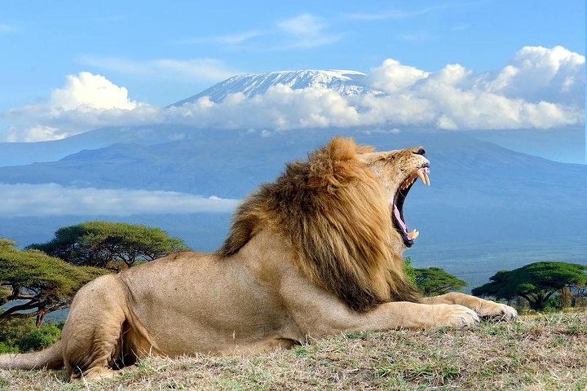 un leone sdraiato sull'erba con una montagna sullo sfondo