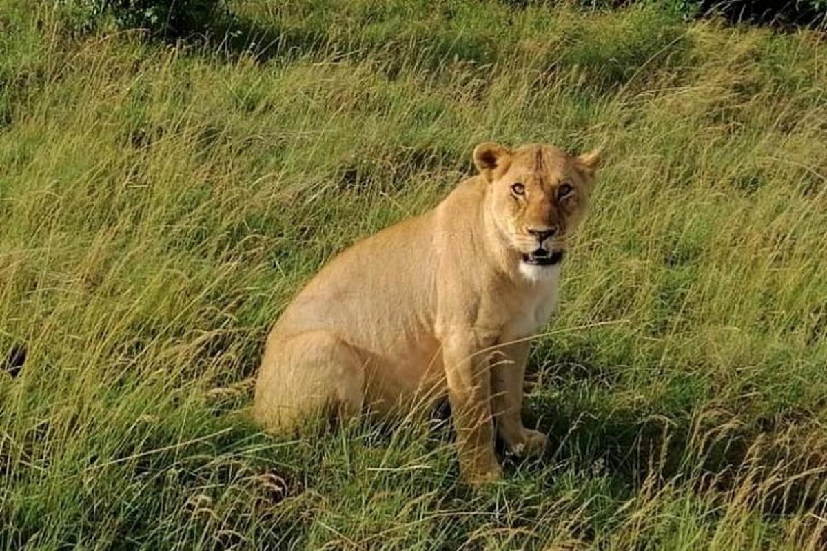 ein Löwe, der in einem Feld mit hohem Gras sitzt