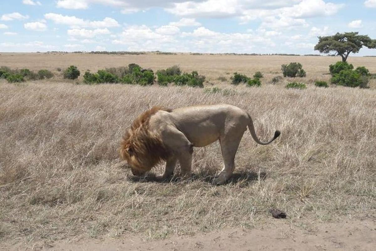 un leone in piedi in un campo di erba secca