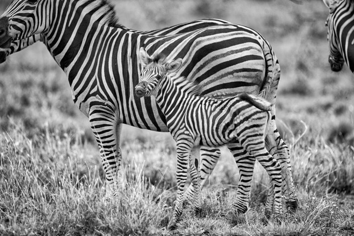 mladič zebre stoji poleg odrasle zebre