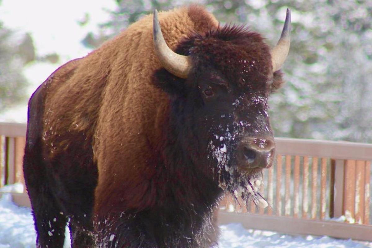 un grande toro marrone in piedi nella neve