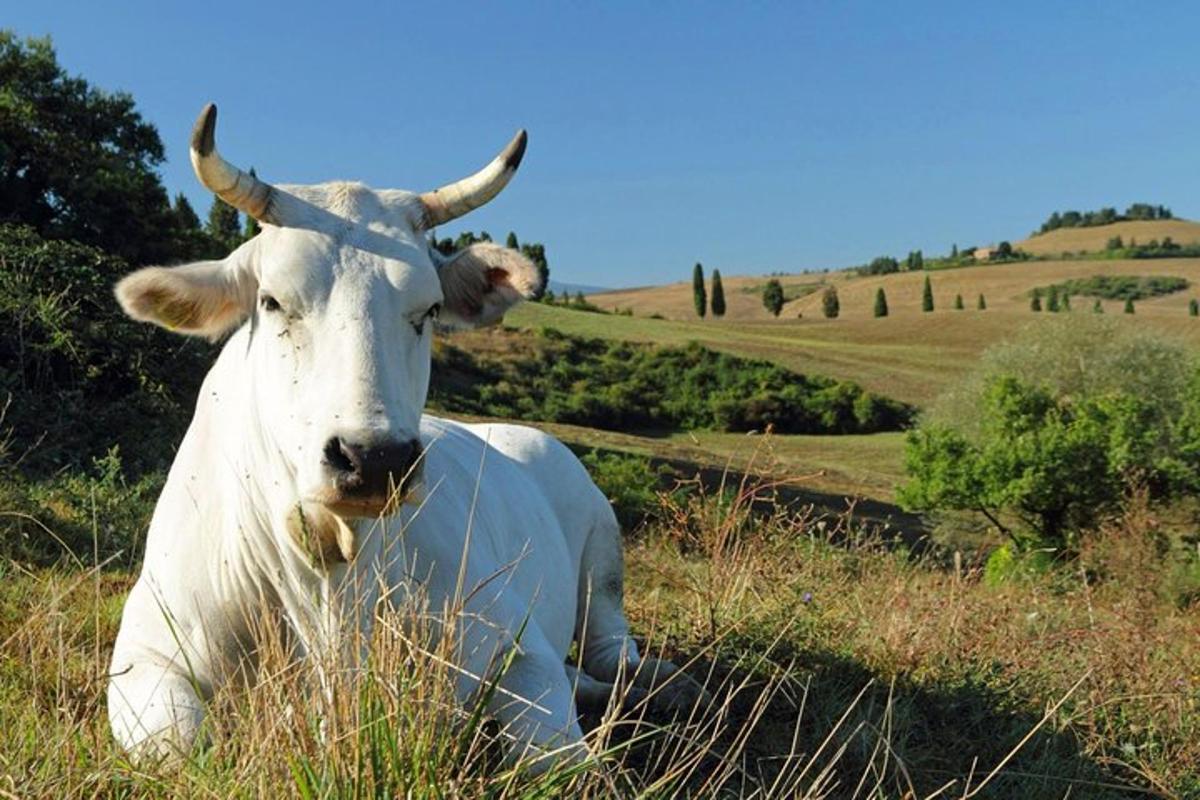 a cow laying in the grass in a field