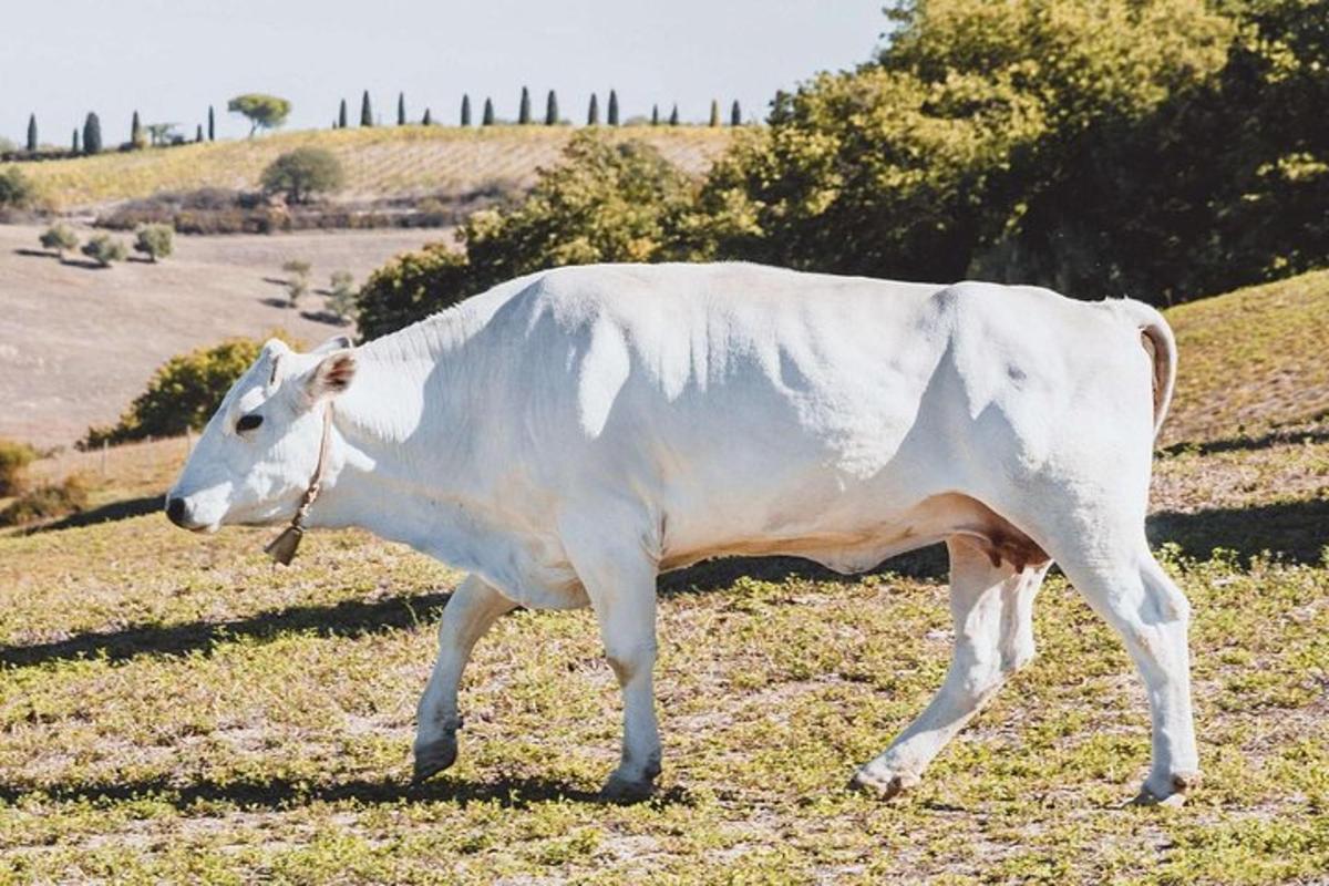 a white cow walking in a field of grass
