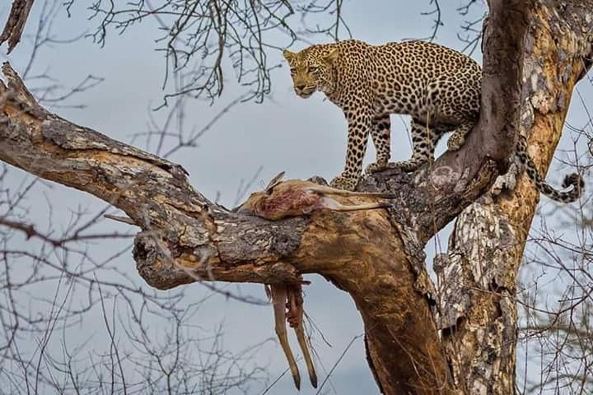 bir ağacın tepesinde duran bir leopar