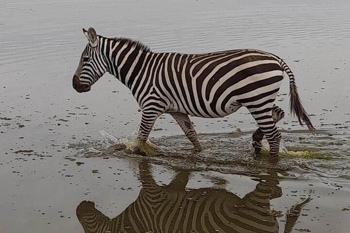 isang zebra na naglalakad sa tubig kasama ang repleksyon nito