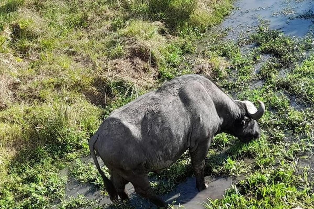 um búfalo caminhando na grama perto da água