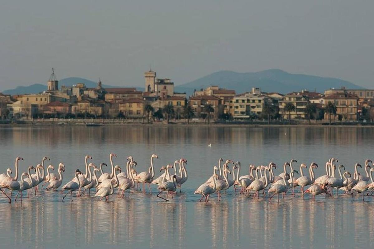 isang kawan ng mga flamingo na nakatayo sa tubig