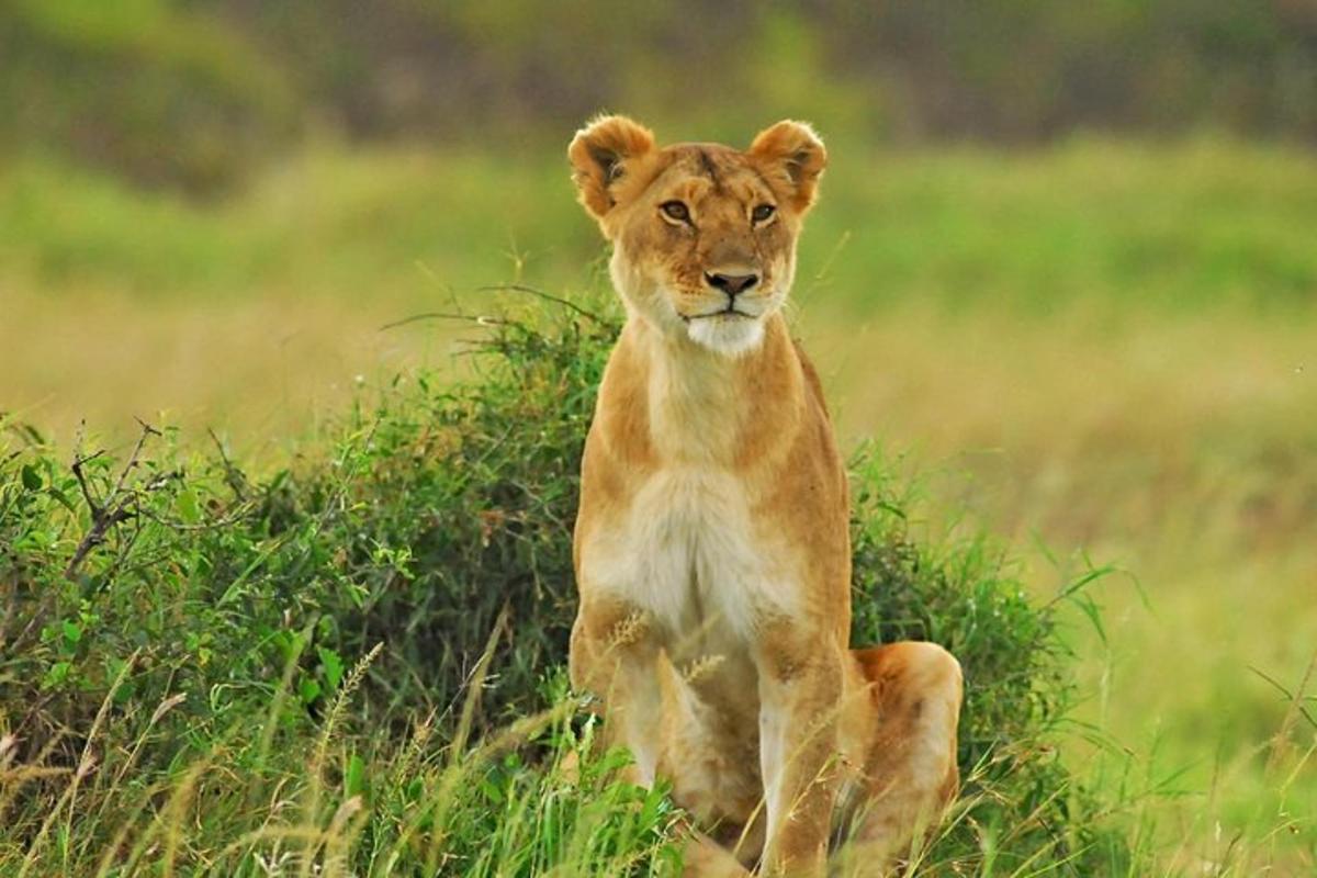 un cucciolo di leone seduto in un campo d'erba