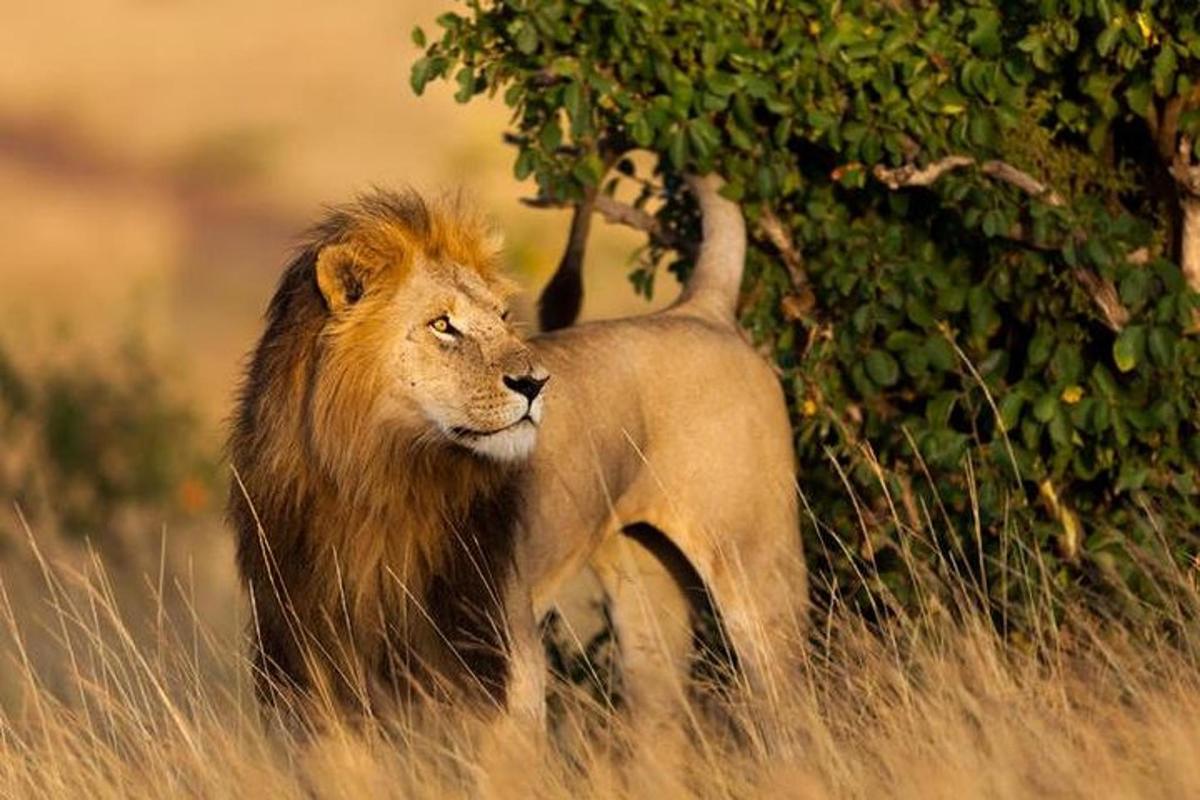 un leone in piedi nell'erba accanto a un albero