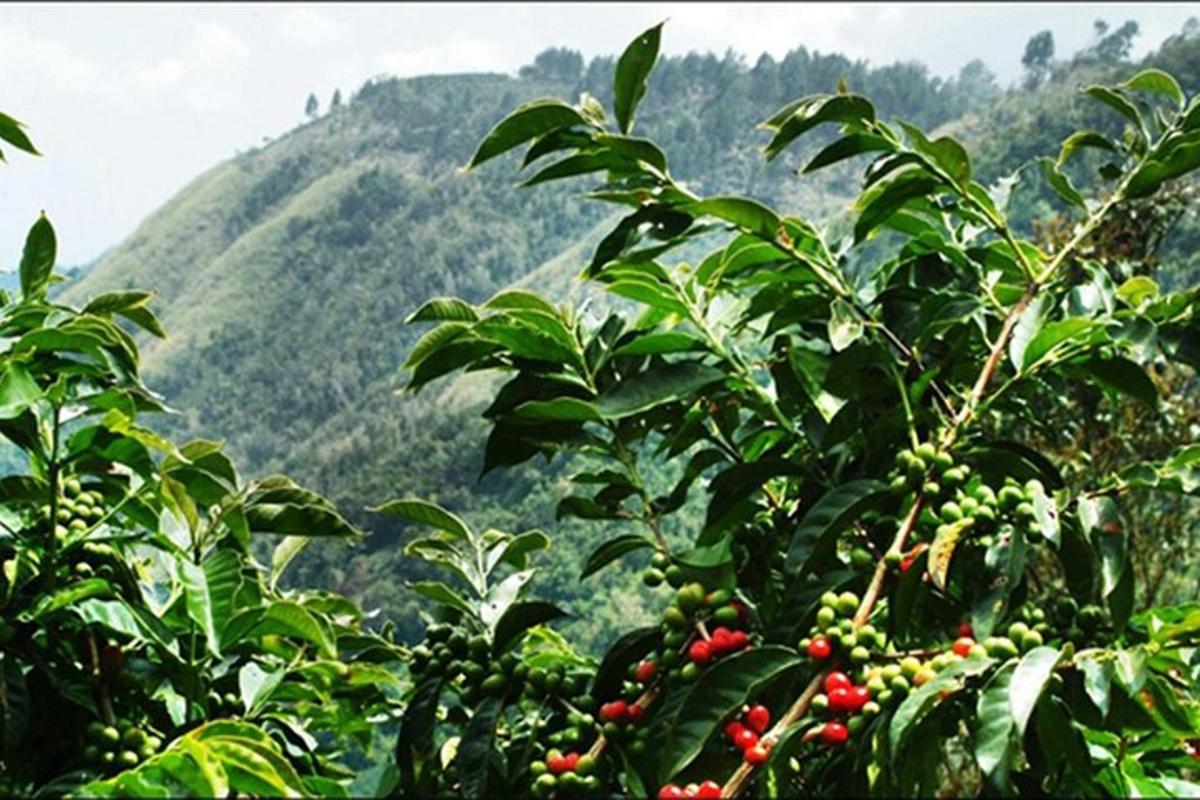 sekumpulan buah di atas pokok di hadapan gunung
