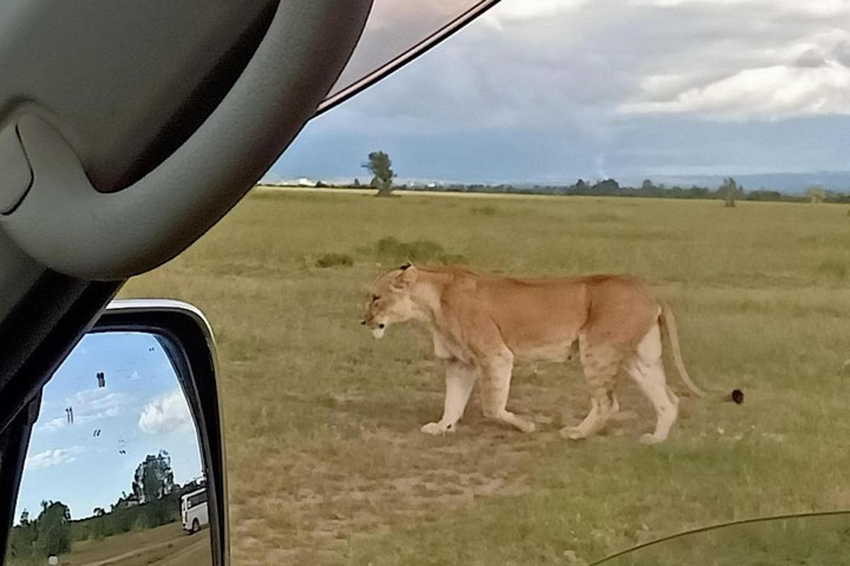 lõvi kõnnib põllul auto kõrval