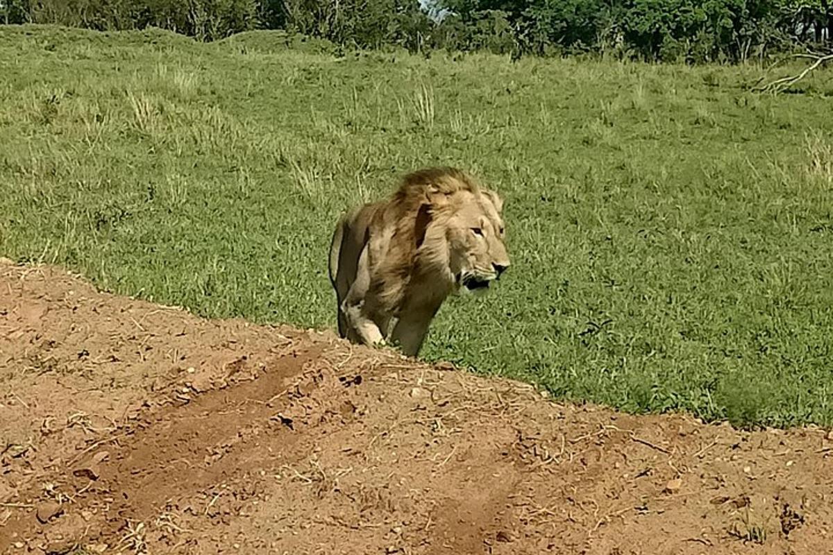 Un león caminando por un camino de tierra en un campo.