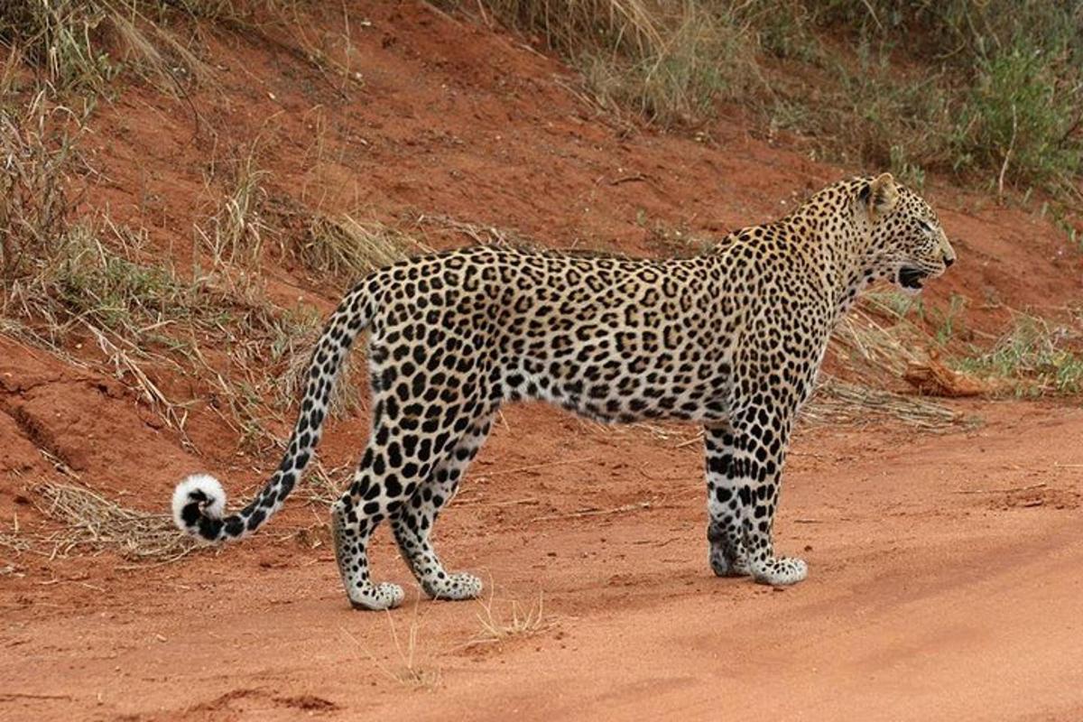 leopard seisab kruusatee ääres
