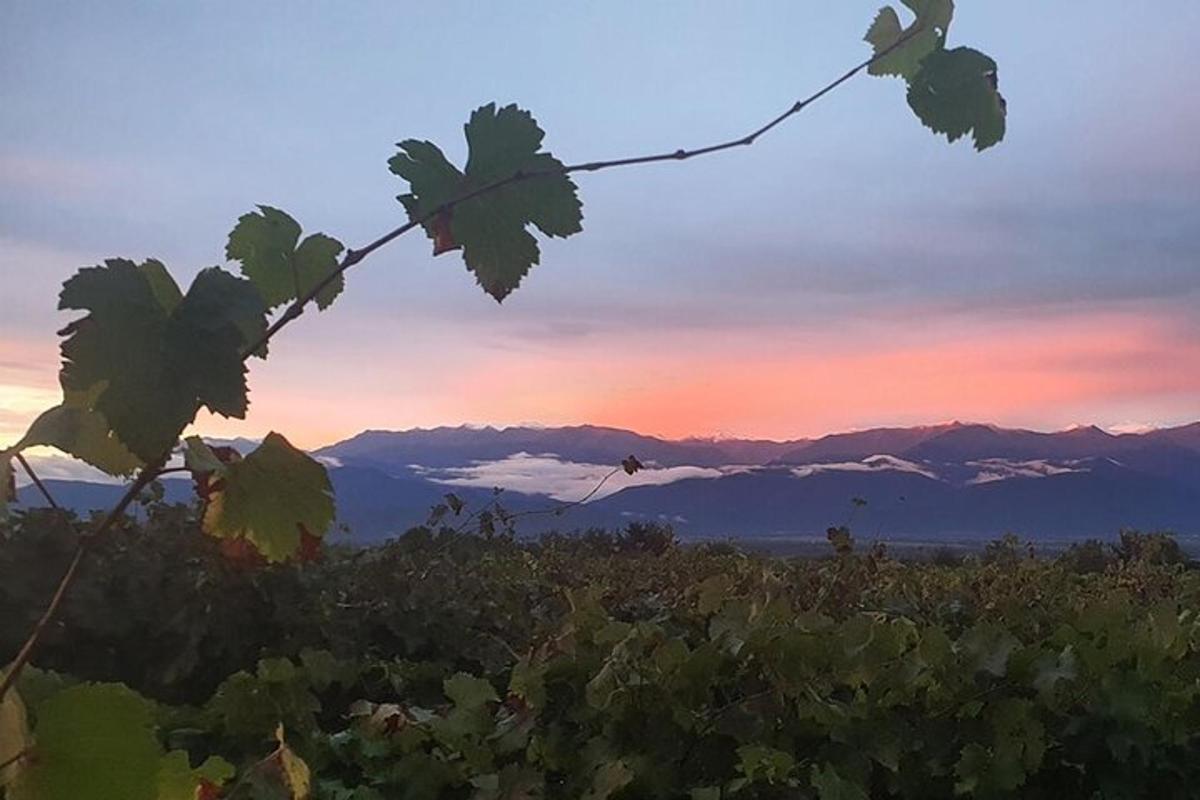 una vista delle montagne da un vigneto al tramonto