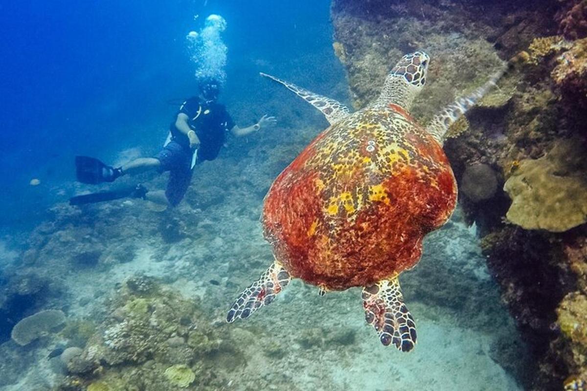 a man and a green sea turtle in the ocean
