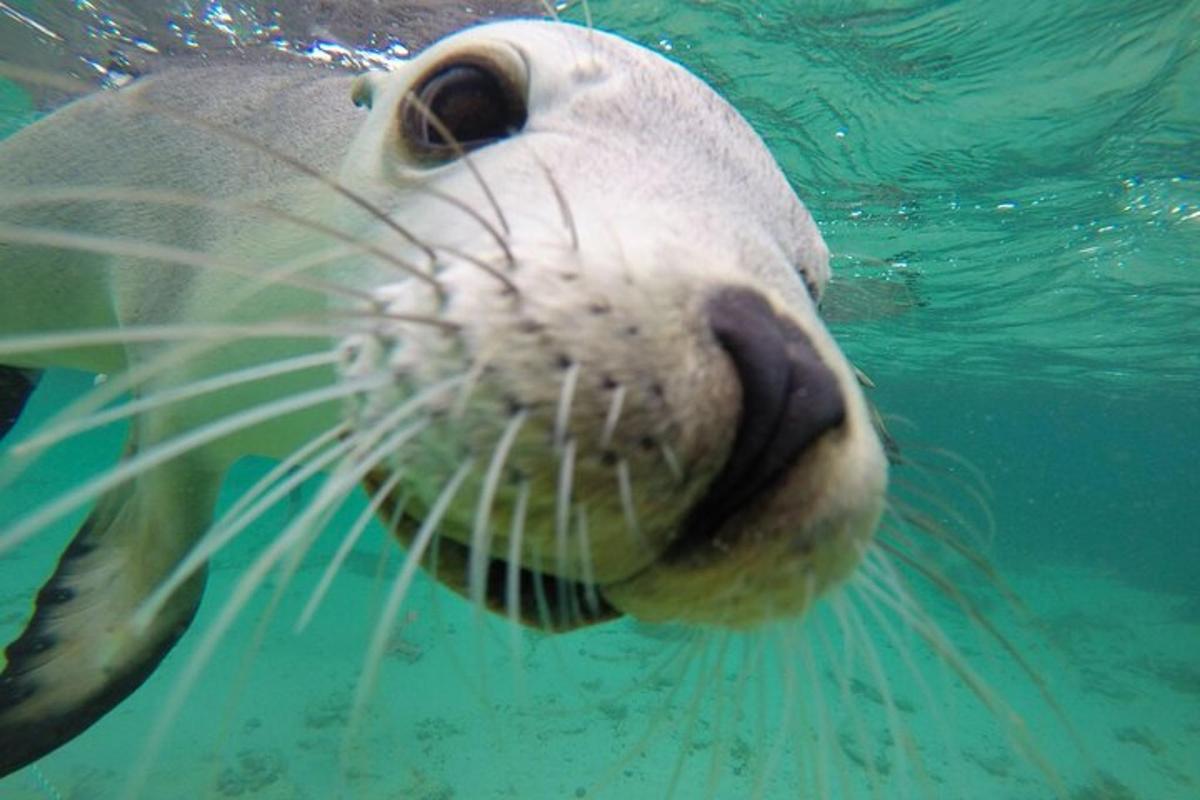 Un gran pez blanco nadando en el agua