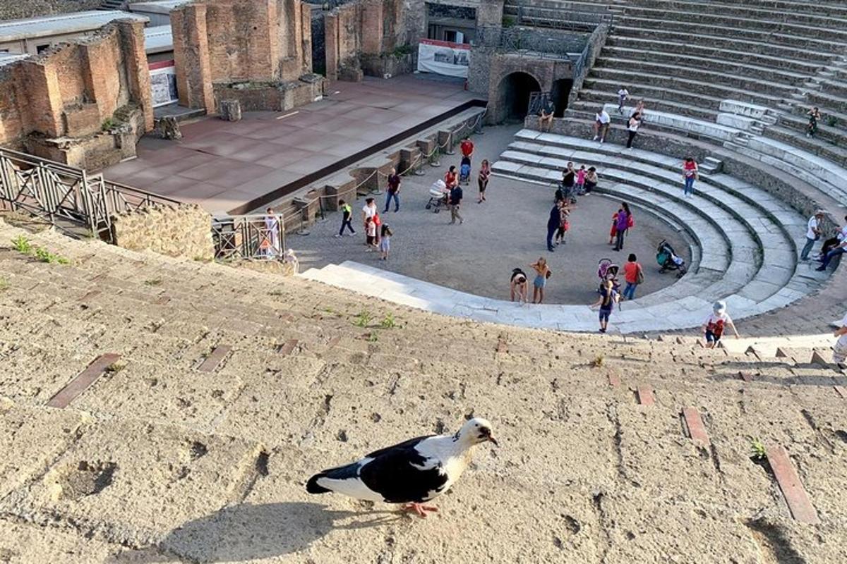 un uccello seduto a terra davanti a un anfiteatro