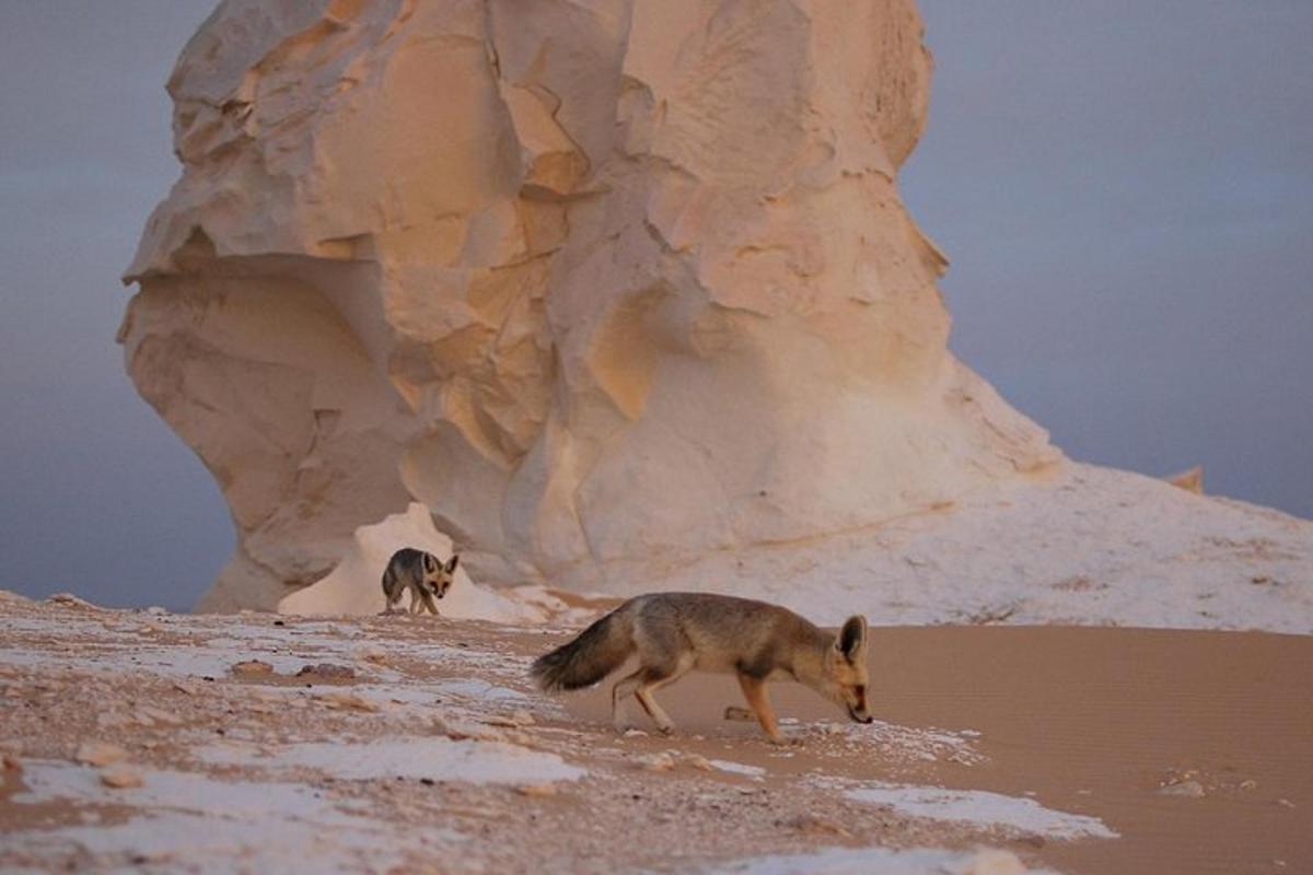 two coyotes walking on the sand near a rock formation