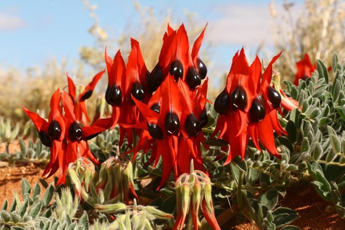 Un grupo de flores rojas con ojos negros.
