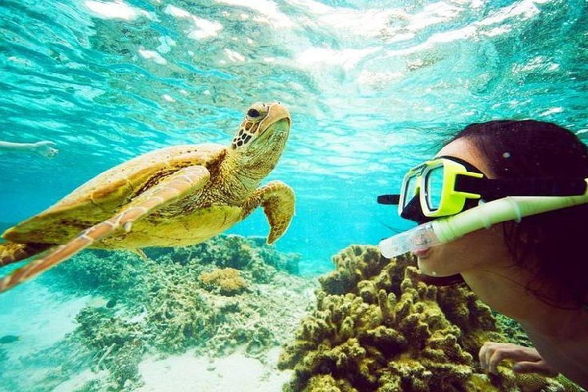 suda bir kaplumbağanın fotoğrafını çeken bir kişi