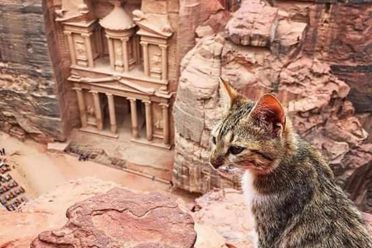 a cat is standing in front of a building