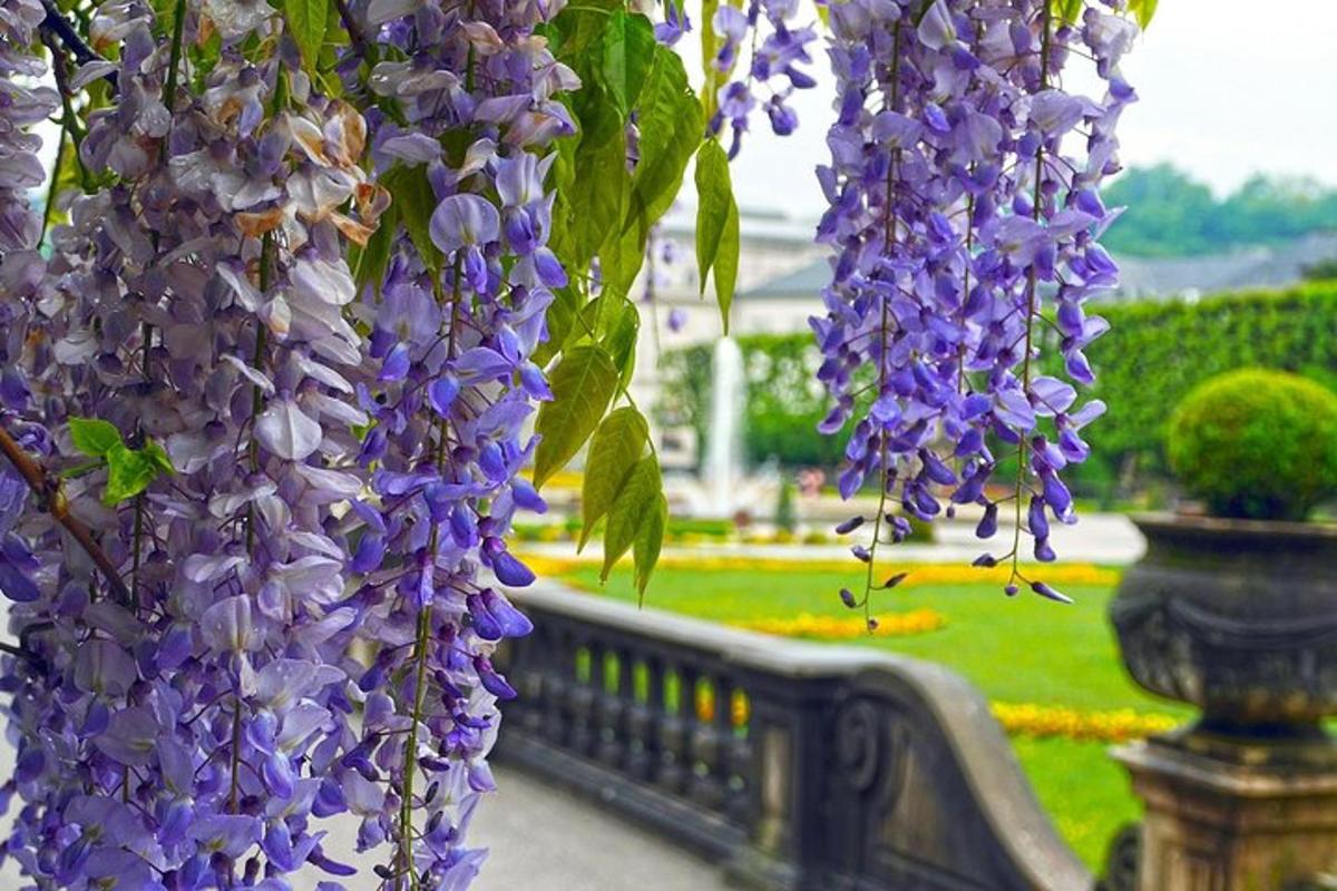 un mazzo di fiori viola appeso a una panchina
