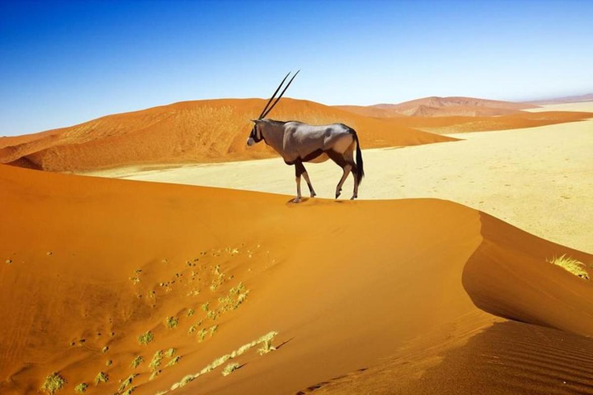a antelope standing on a sand dune in the desert