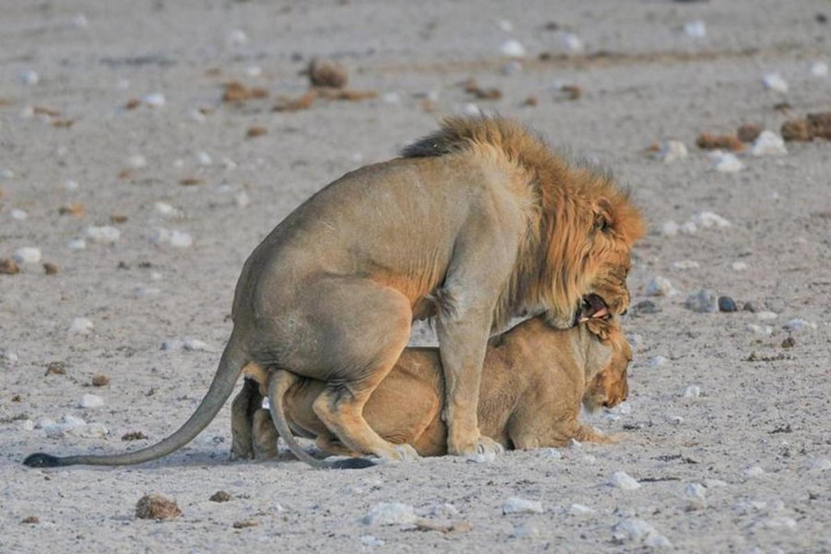 a lion mating with another lion on a beach