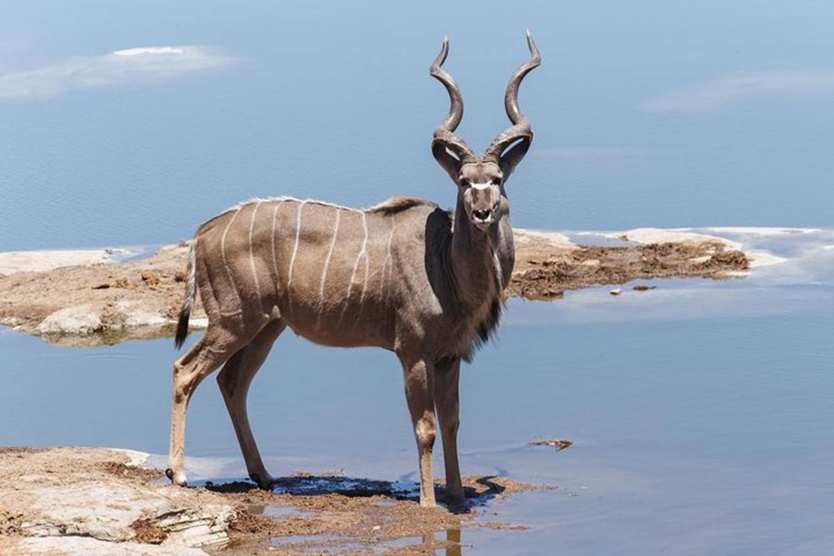 an animal with horns standing in the water