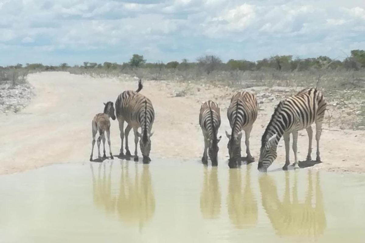 a group of zebras drinking from the water