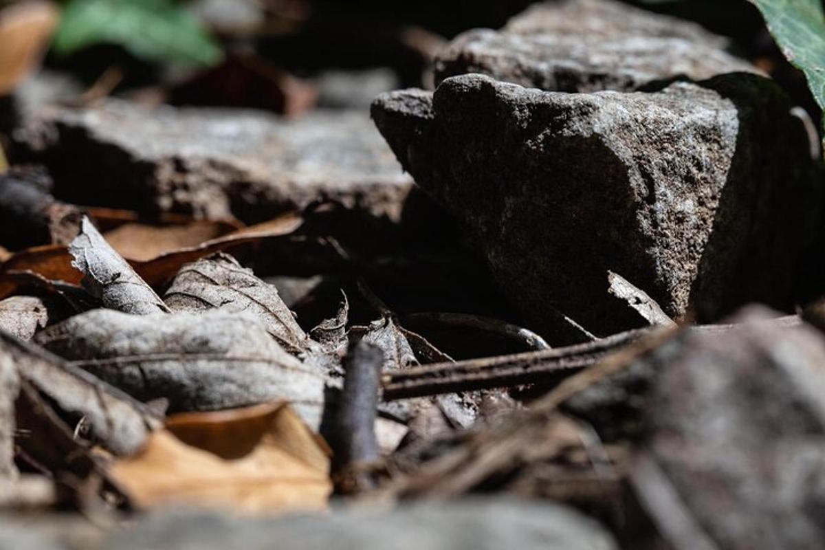 un munt de pedres i fulles a terra