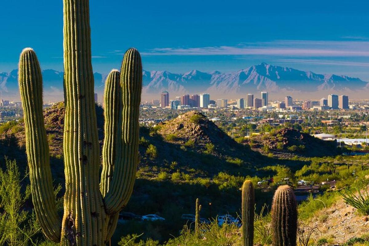 a cactus with a city in the background