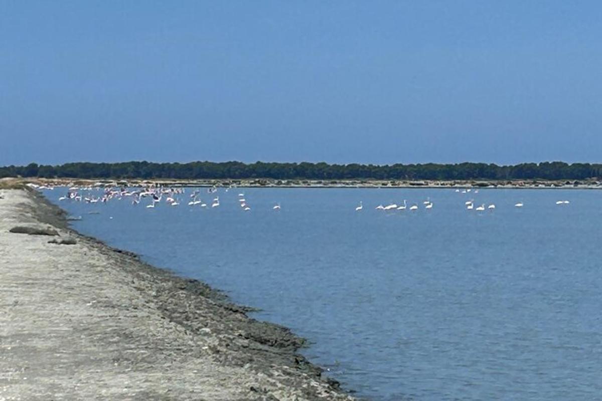 un estol d'ocells en una gran massa d'aigua