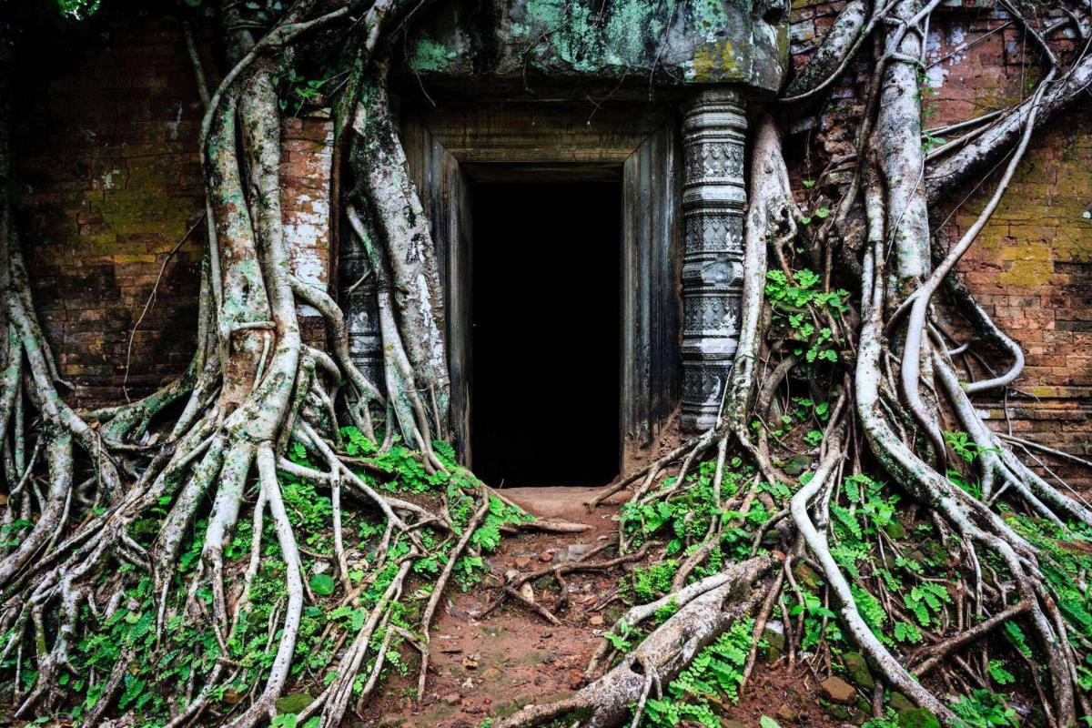 a building with tree roots growing around a doorway