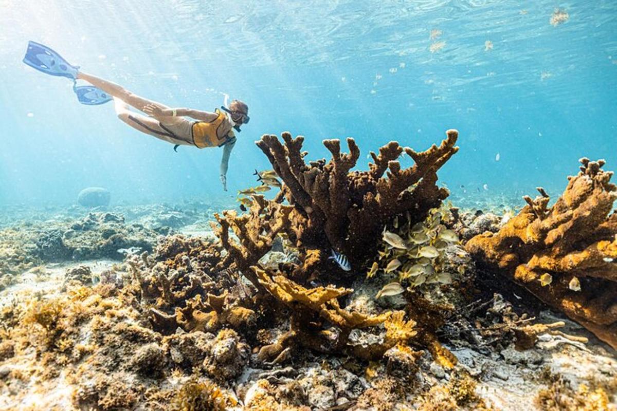 a person is swimming over a coral reef