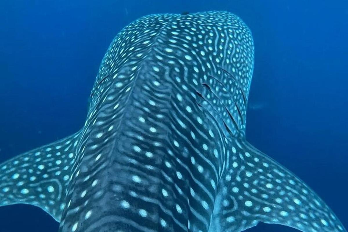 Un tiburón ballena nadando en el agua azul